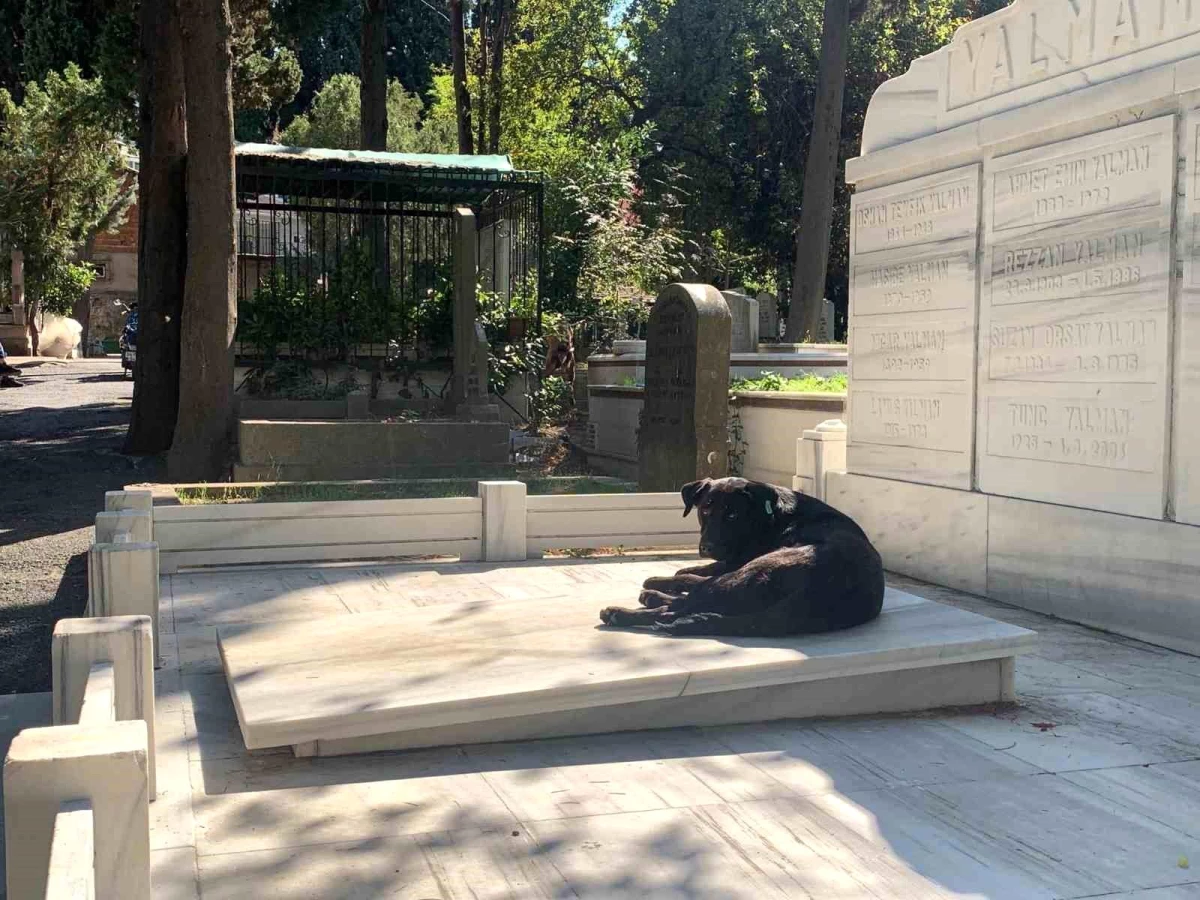 Feriköy Mezarlığı Başıboş Köpeklerin Meskeni Haline Geldi