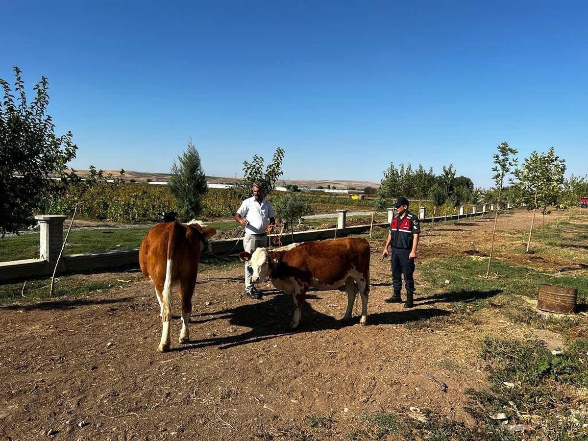 Batman\'dan çalınan hayvanları Diyarbakır\'da sattılar: 4 kişi tutuklandı