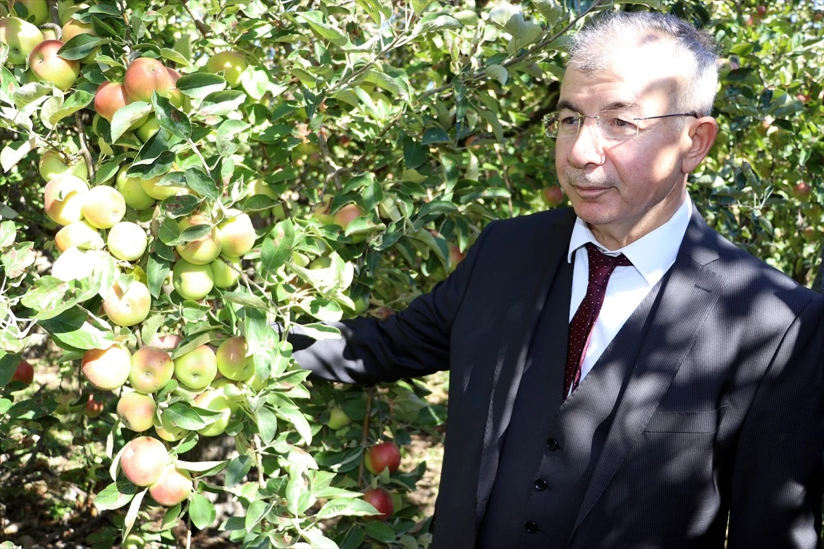 Amasya\'da Misket Elması Hasadı Başladı