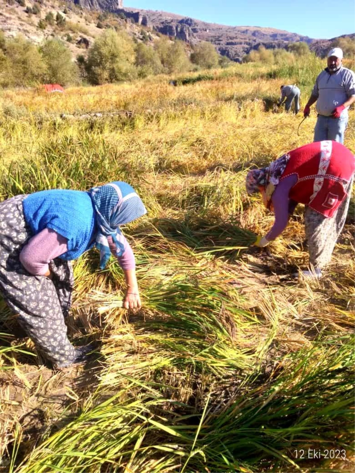Bolu\'da Pirinç Hasat Dönemi Başladı