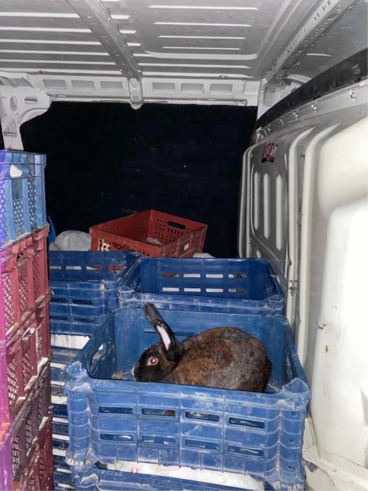 Edirne\'de Nakil Belgesiz Taşınan 100 Tavşan Ele Geçirildi