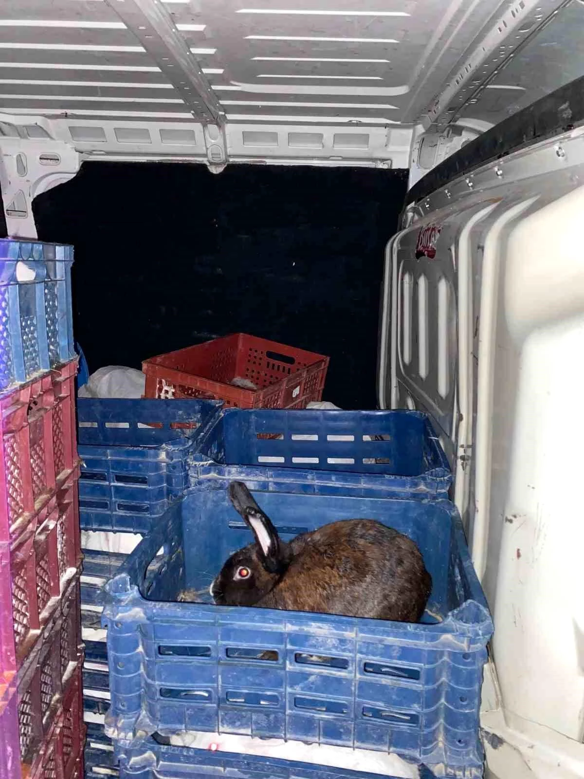 Edirne\'de Nakil Belgesiz Taşınan Tavşanlar Yakalandı