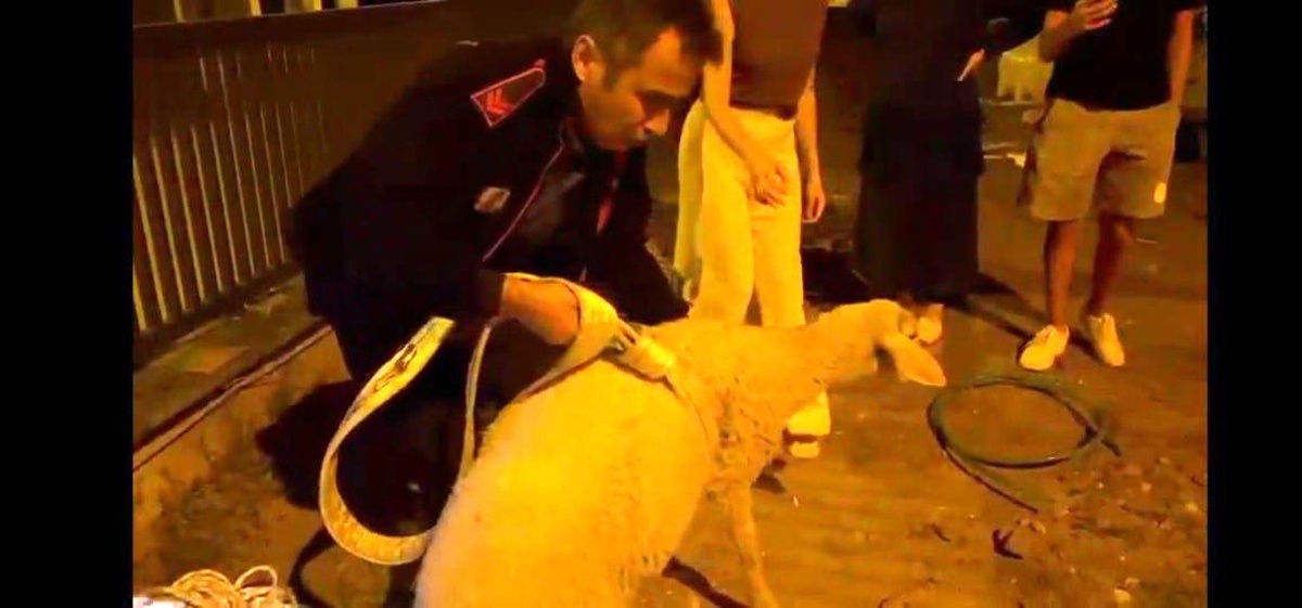 Denizli\'de kuyuya düşen kuzu kurtarıldı