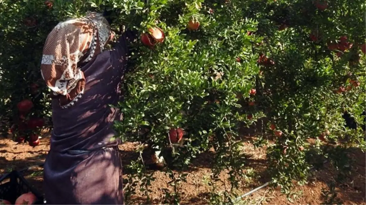 Tarlada 10 TL\'ye satılan nar, markette 30 TL 