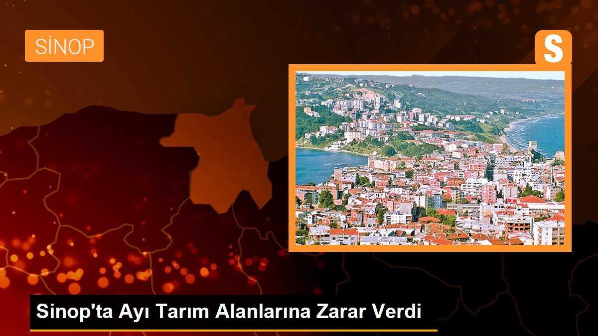 Sinop\'ta Ayı Tarım Alanlarına Zarar Verdi