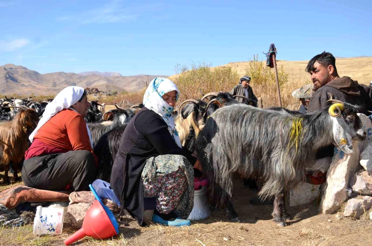 Şırnak\'ta Berivanların Süt Sağma Yerlerinin İyileştirilmesi İçin Hibe Projesi Onaylandı