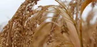 2023 'Darıların Uluslararası Yılı' İlan Edildi