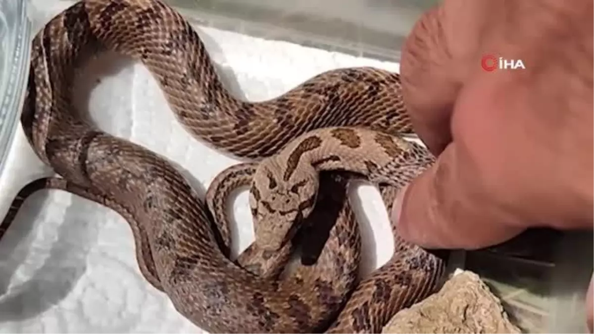 Üzerinden araç geçen yılan, tedavi edildikten sonra doğal ortamına bırakıldı