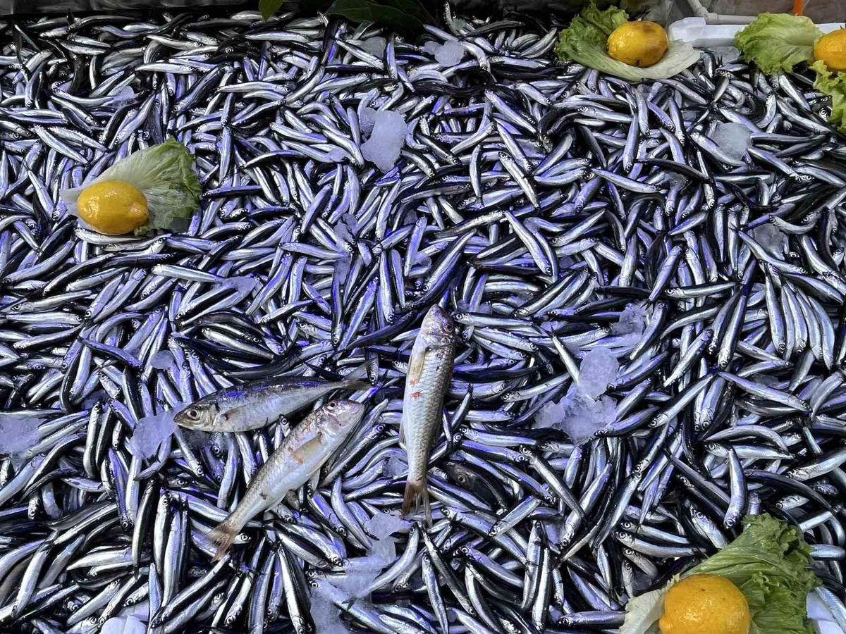 Sinop\'ta Hamsi Fiyatları Düştü