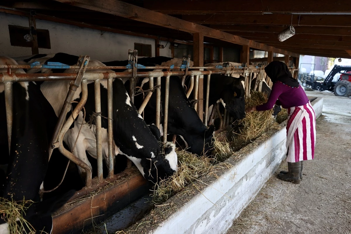 Düzce\'de evinin süt ihtiyacını karşılamak için aldığı inekle hayvancılığa adım atan Esra Küçük, devlet desteğiyle hayvan sayısını 3 yılda 70\'e çıkartarak çiftlik sahibi oldu