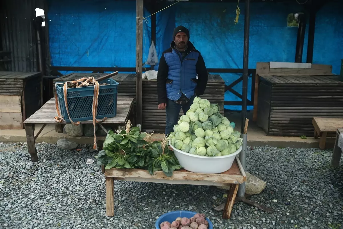 Ordu\'nun Çambaşı Yaylası\'nda Dürme Pancarı Hasadı Başladı