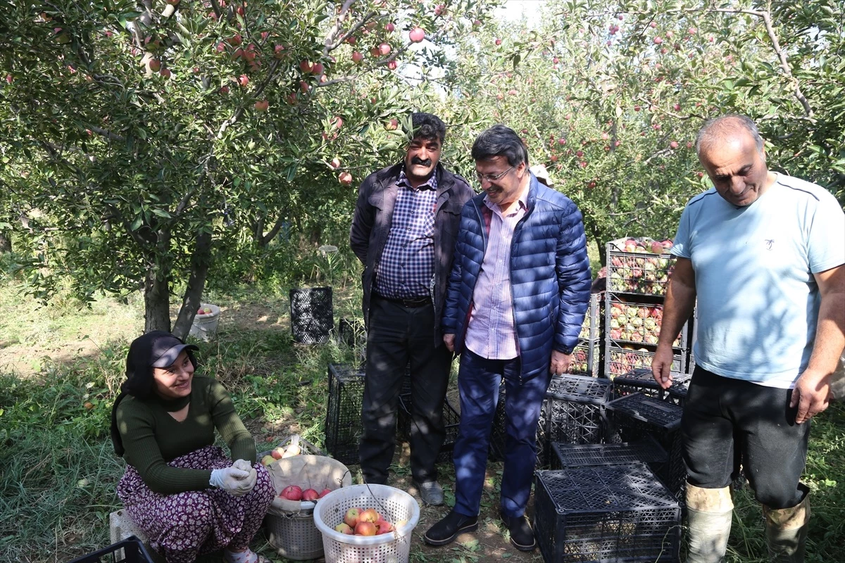 AK Parti Van Milletvekili Kayhan Türkmenoğlu, Van\'da elma hasadına katıldı