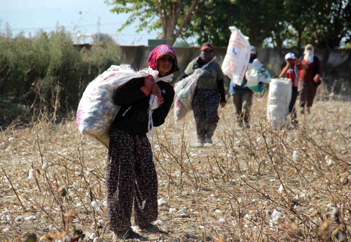 Aydın\'da Başak Pamukları İle Ekmek Kazanma Sezonu
