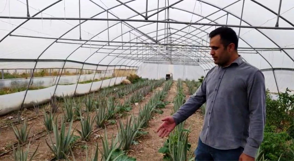 Hakkari\'de İlk Kez Aloe Vera Üretimi Gerçekleştirildi