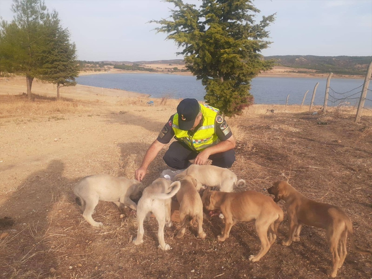 Edirne\'de jandarmanın gölet yakınında bulduğu yavru köpekler korumaya alındı