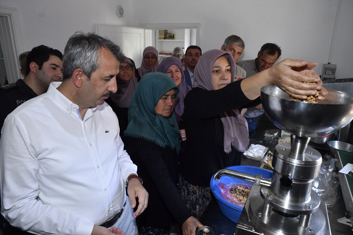 Edirne Valisi Yunus Sezer, Alibey köyünde yer fıstığı hasadına katıldı