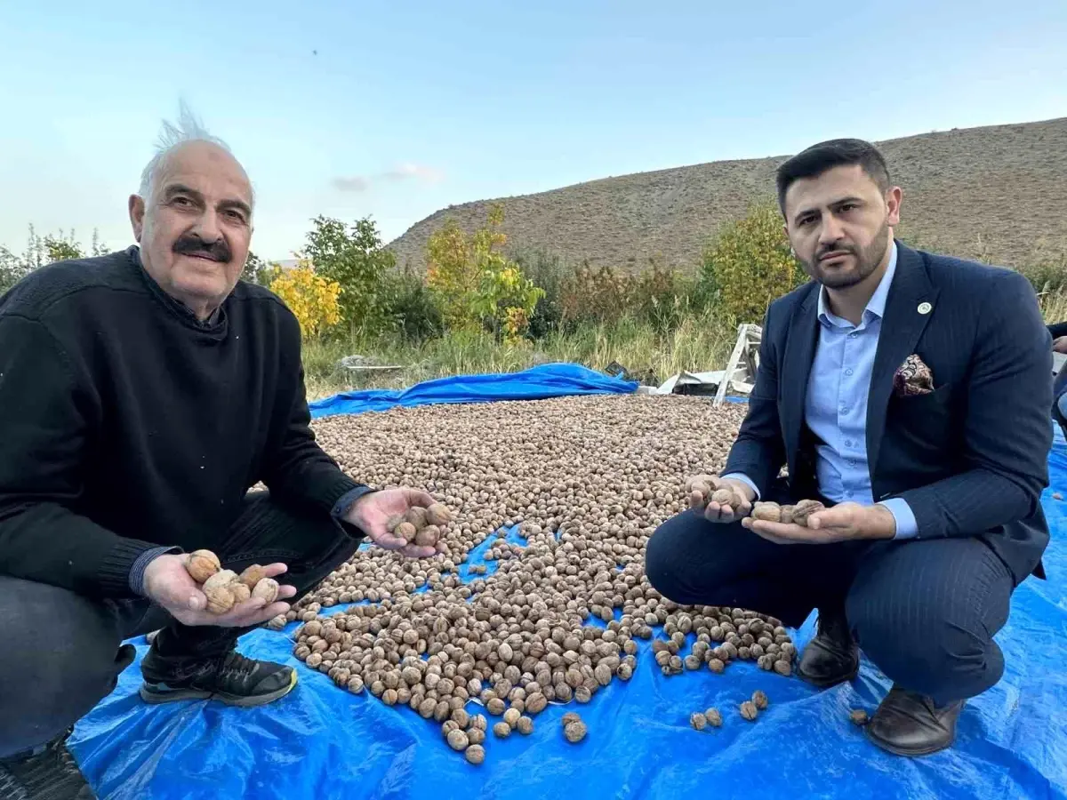 Esendere beldesinde ceviz hasadı başladı