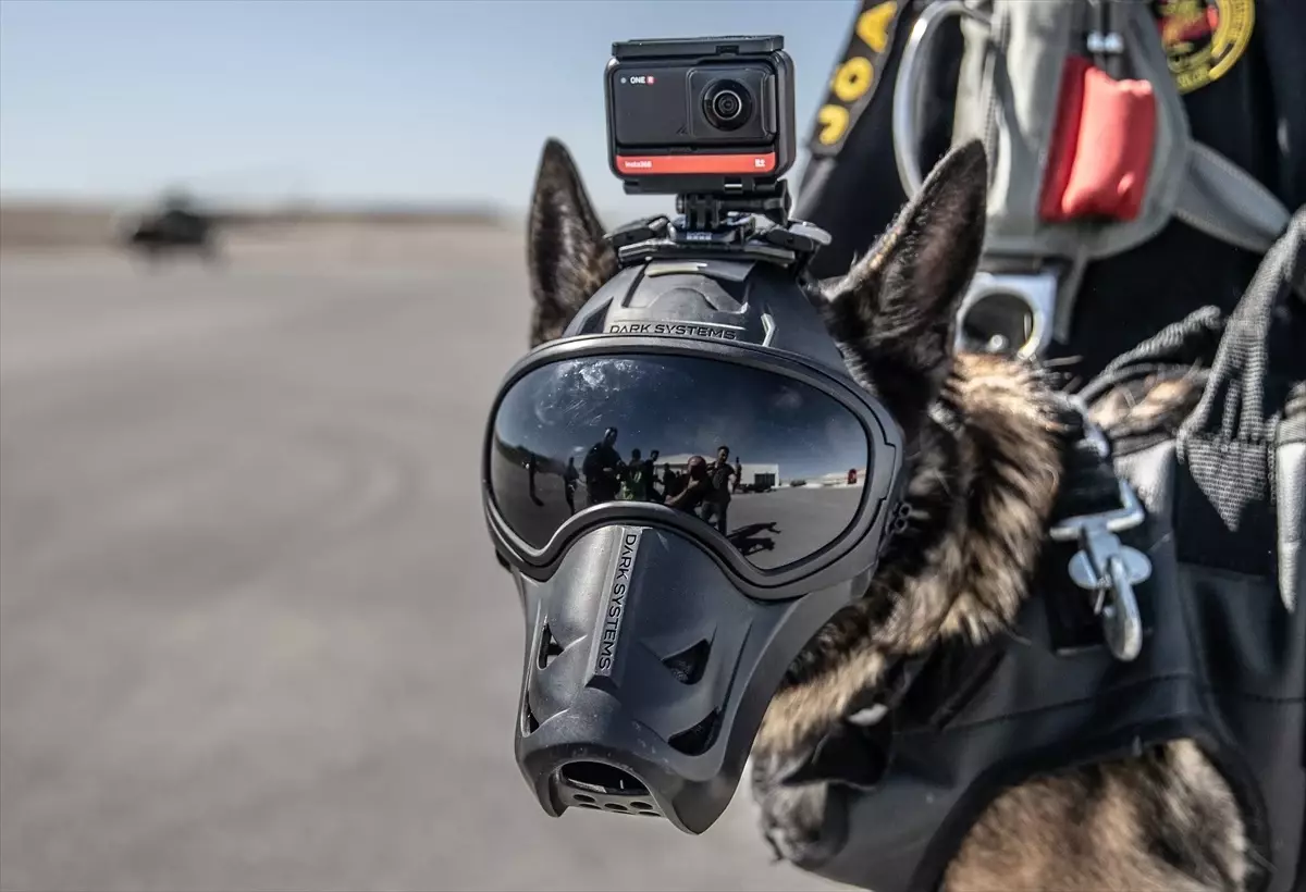 Jandarma Köpekleri Artık Paraşütle İnebilecek