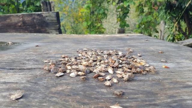 Karadeniz'de fındık bahçelerine dadanan kahverengi kokarca böceği, üreticileri alarma geçirdi Karadeniz'de fındık bahçelerine dadanan kahverengi kokarca böceği, üreticileri alarma geçirdi