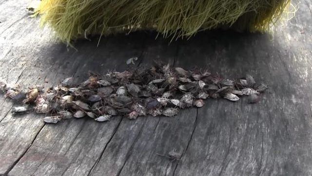 Karadeniz'de fındık bahçelerine dadanan kahverengi kokarca böceği, üreticileri alarma geçirdi Karadeniz'de fındık bahçelerine dadanan kahverengi kokarca böceği, üreticileri alarma geçirdi