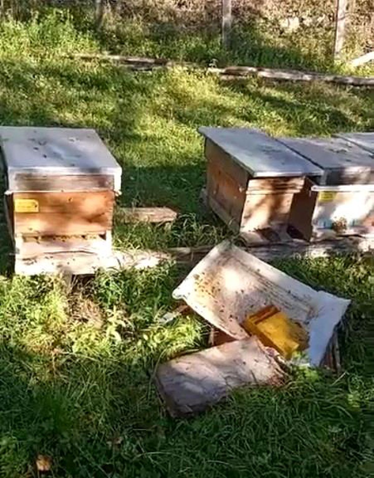 Ayı, arılıklara zarar vererek peteklerdeki balı yedi