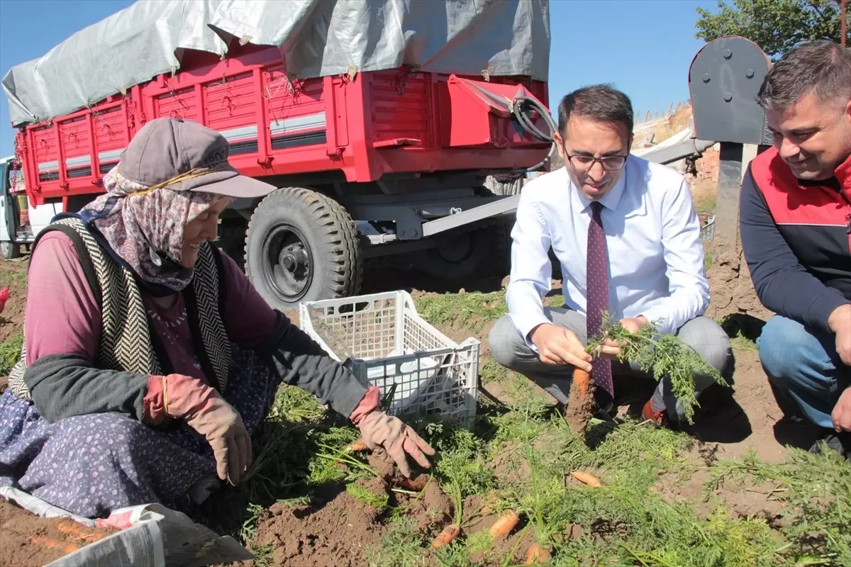 Beypazarı Kaymakamı Havuç Hasadı Yapan Çiftçileri Ziyaret Etti