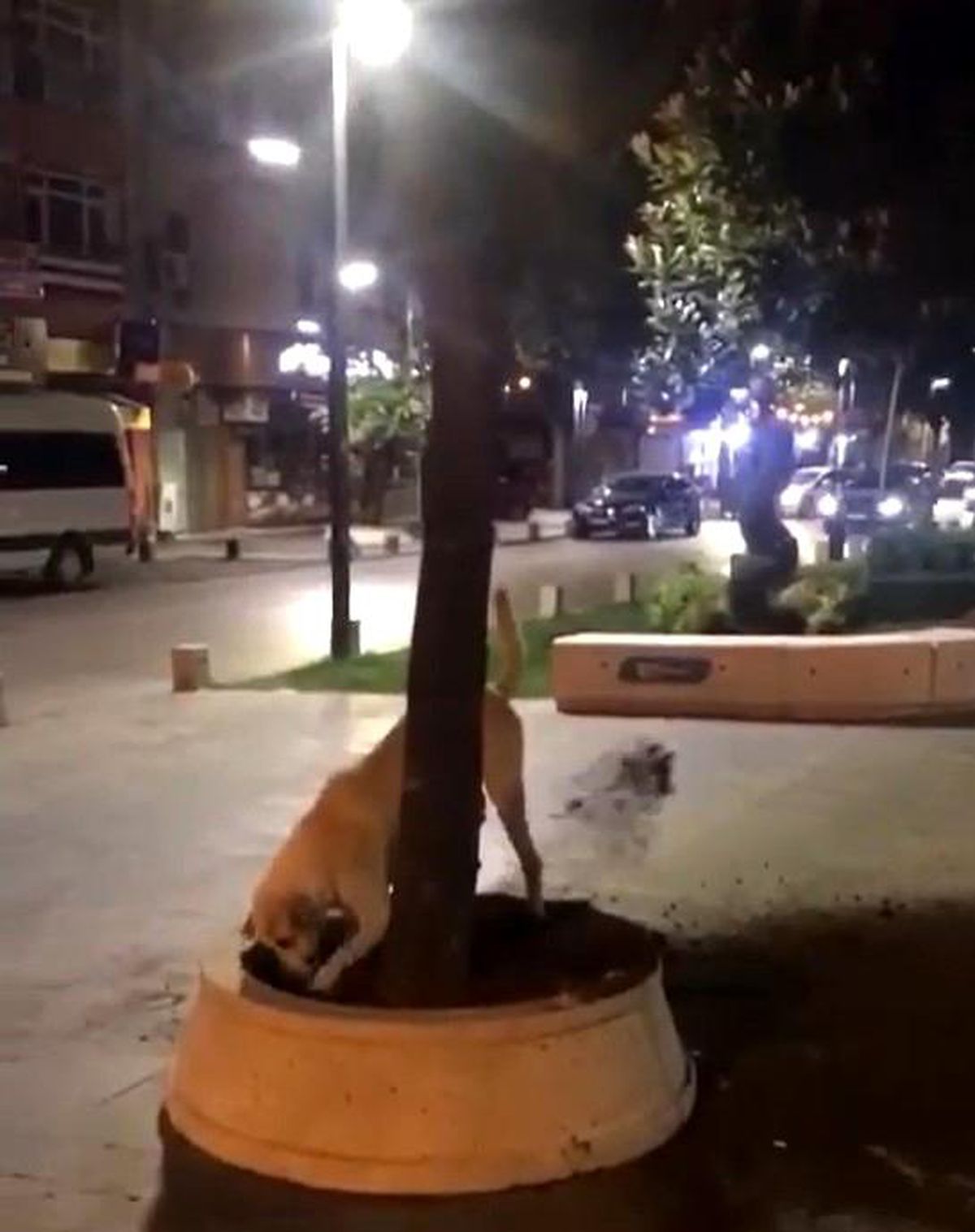 Köpeğin Peyzaj Çalışmalarına Katkısı