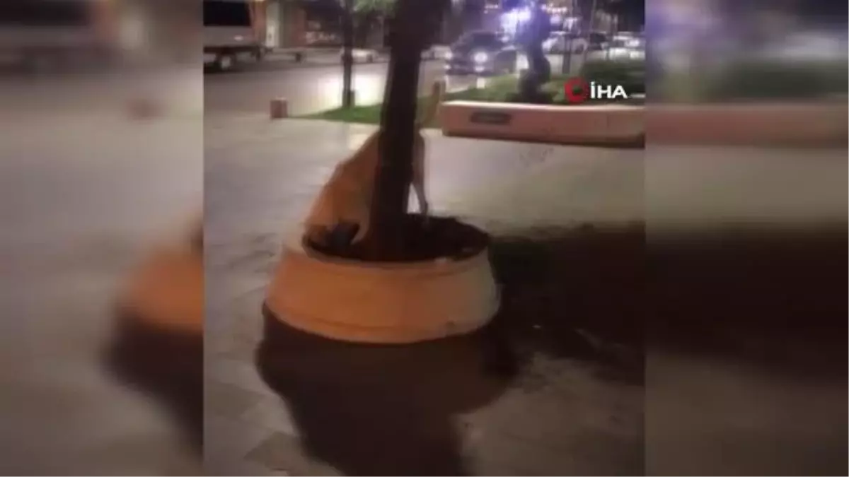 Suçüstü yakalanan köpek yüzleri güldürdü