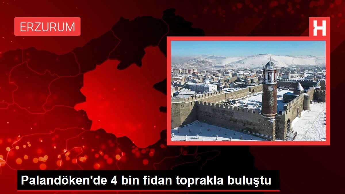 Palandöken'de 4 bin fidan toprakla buluştu
