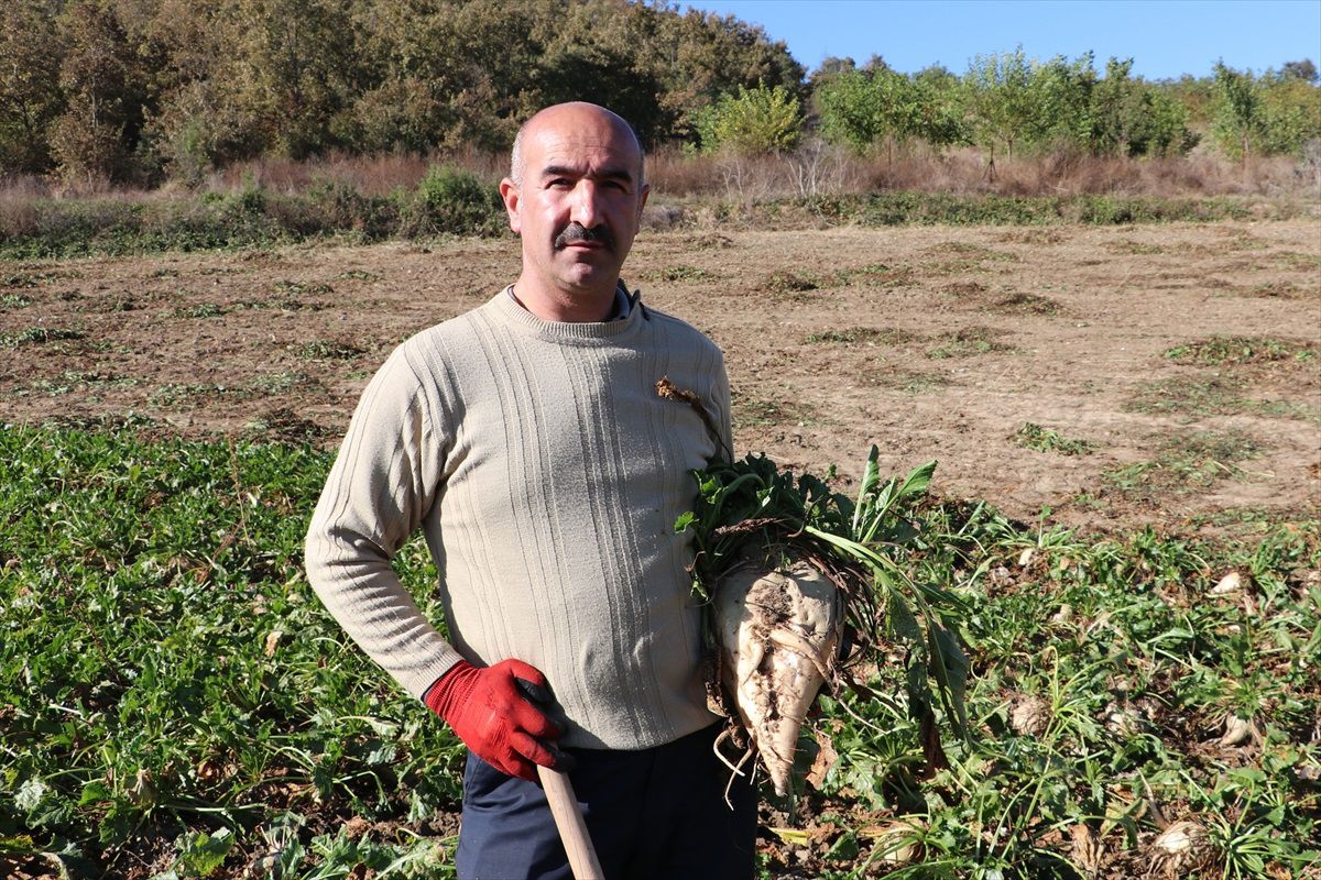 Samsun Havzası\'nda Şeker Pancarı Hasadı Memnuniyet Yarattı