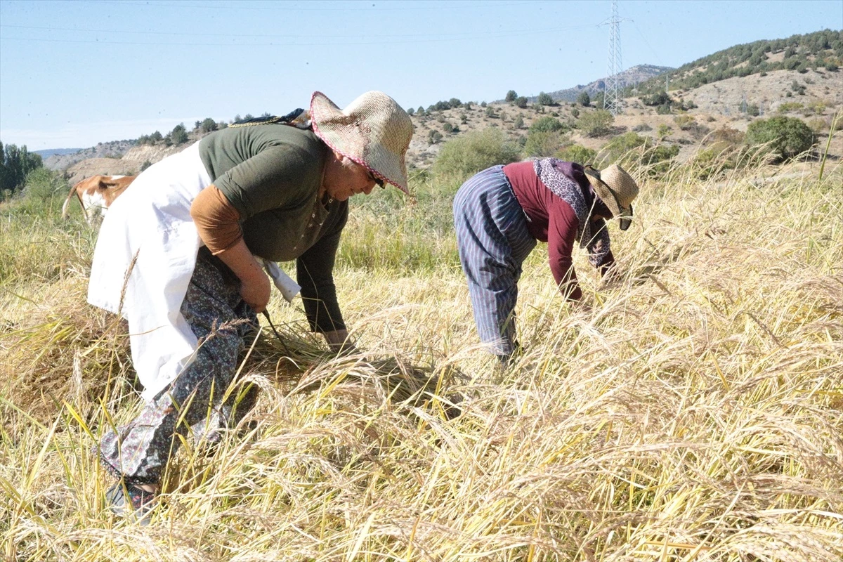 Bolu\'da Kıbrıscık pirinci hasat ediliyor