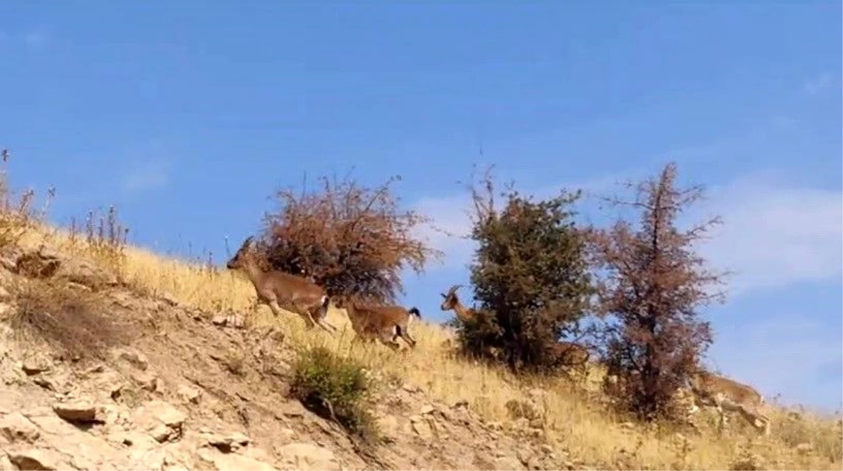 Adıyaman\'da yerleşim alanlarına inen dağ keçileri görüntülendi