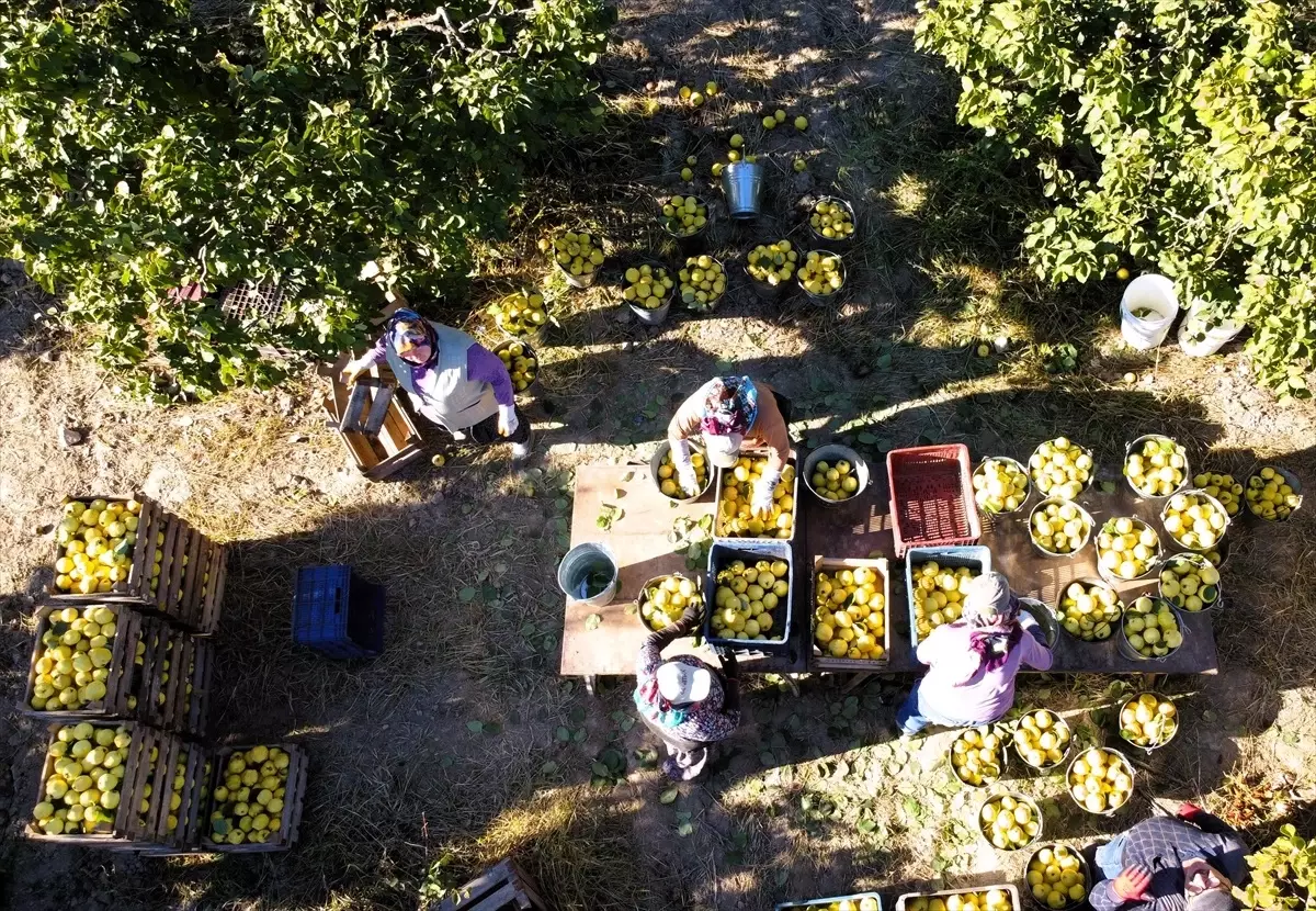 Osmaneli Ayvası Hasadı Başladı