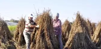 Manavgat'ta Altın Susamın Kalitesi ve Verimliliği İçin Çalışma Başlatıldı