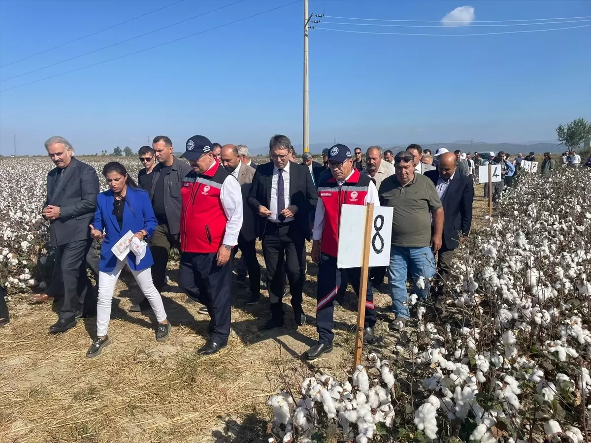 Aydın\'da Yerli Pamuk Çeşitlerinin Tanıtımı Yapıldı