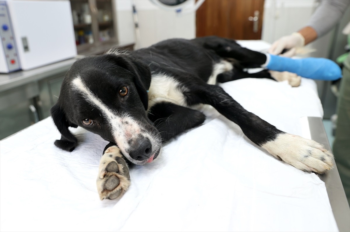 Samsun\'da tramvayın çarptığı köpeğin ayağı kurtarılmaya çalışılıyor