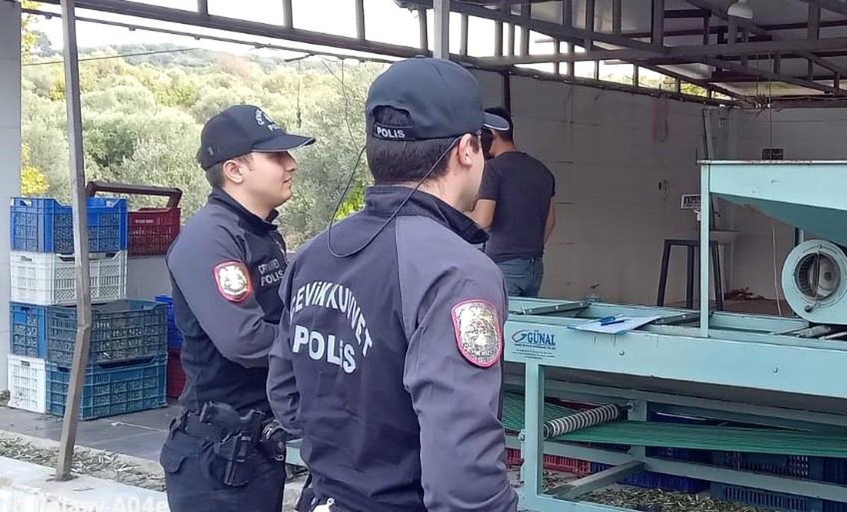 Edremit\'te Zeytin Hırsızlarına Polis Mücadelesi