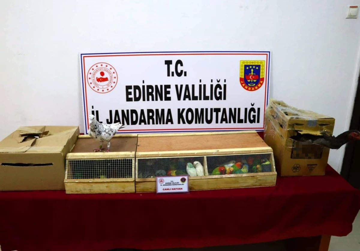 Edirne\'de Kaçak Hayvan Operasyonu: 64 Cennet Papağanı ve Diğer Hayvanlar Ele Geçirildi
