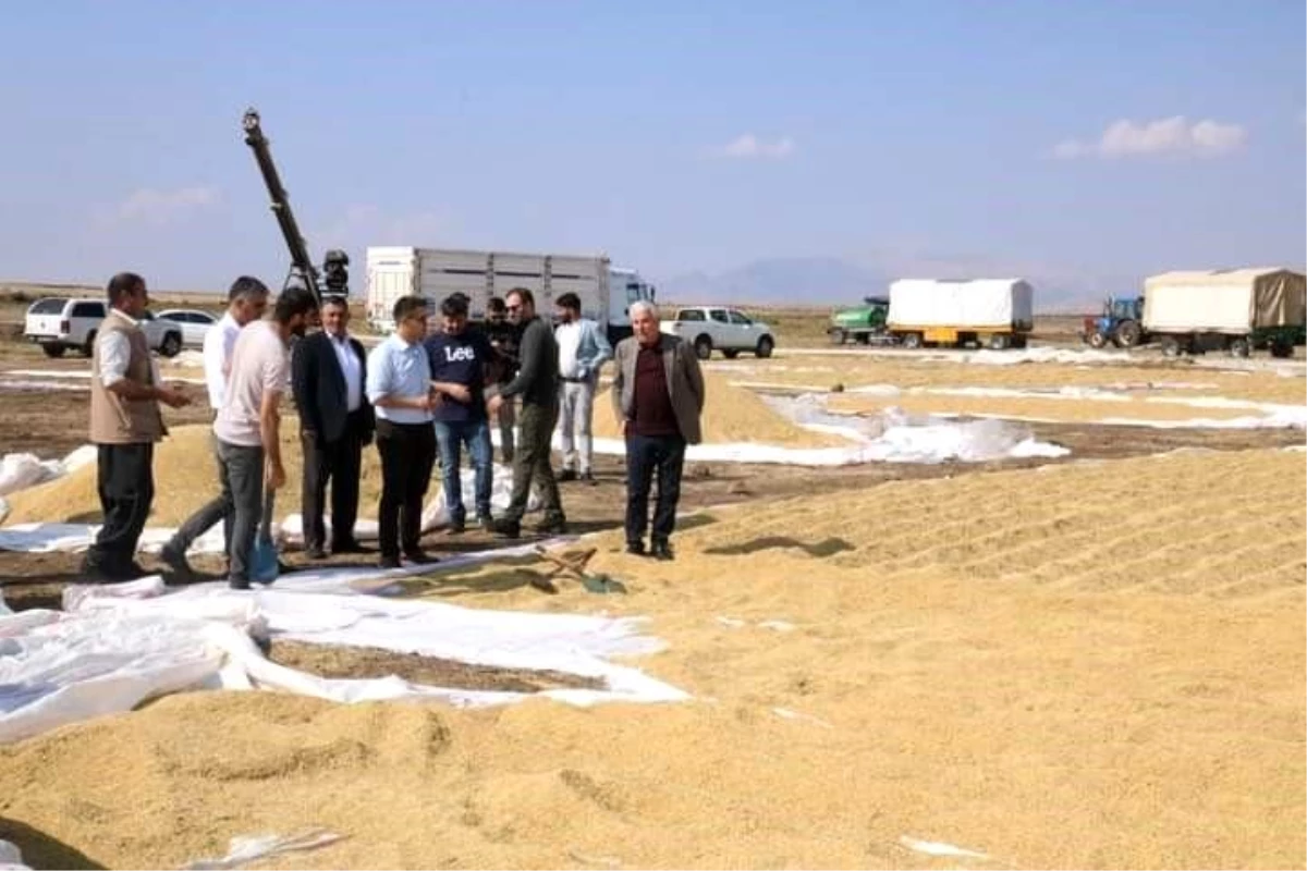 Diyarbakır Çermik\'te Çeltik Üretiminden 700 Ton Rekolte Bekleniyor