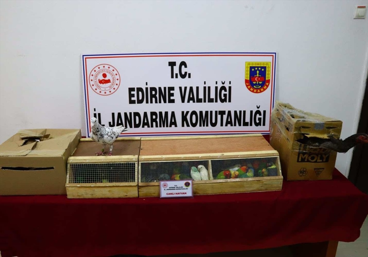 Edirne\'de Kaçak Yollarla Getirilen Horoz ve Kuşlar Ele Geçirildi
