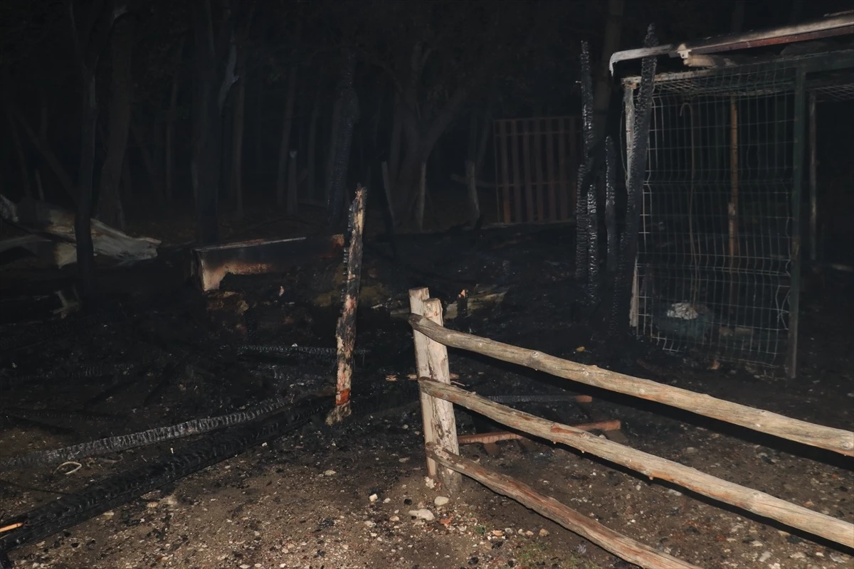 Kastamonu\'da At Çiftliğinde Yangın: Lama, Midilli ve Tavus Kuşu Öldü