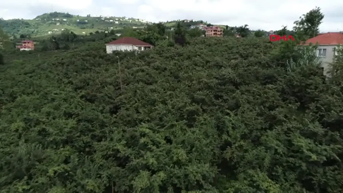 Trabzon\'da Fındık Geliri Düşerken Turizm Geliri Arttı