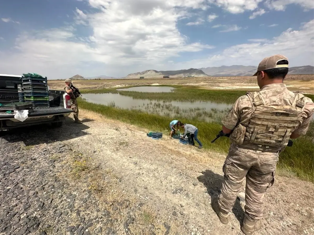 Ağrı\'da Kaçak Kurbağa Avcılığı ve Salep Soğanı Toplayanlara Para Cezası