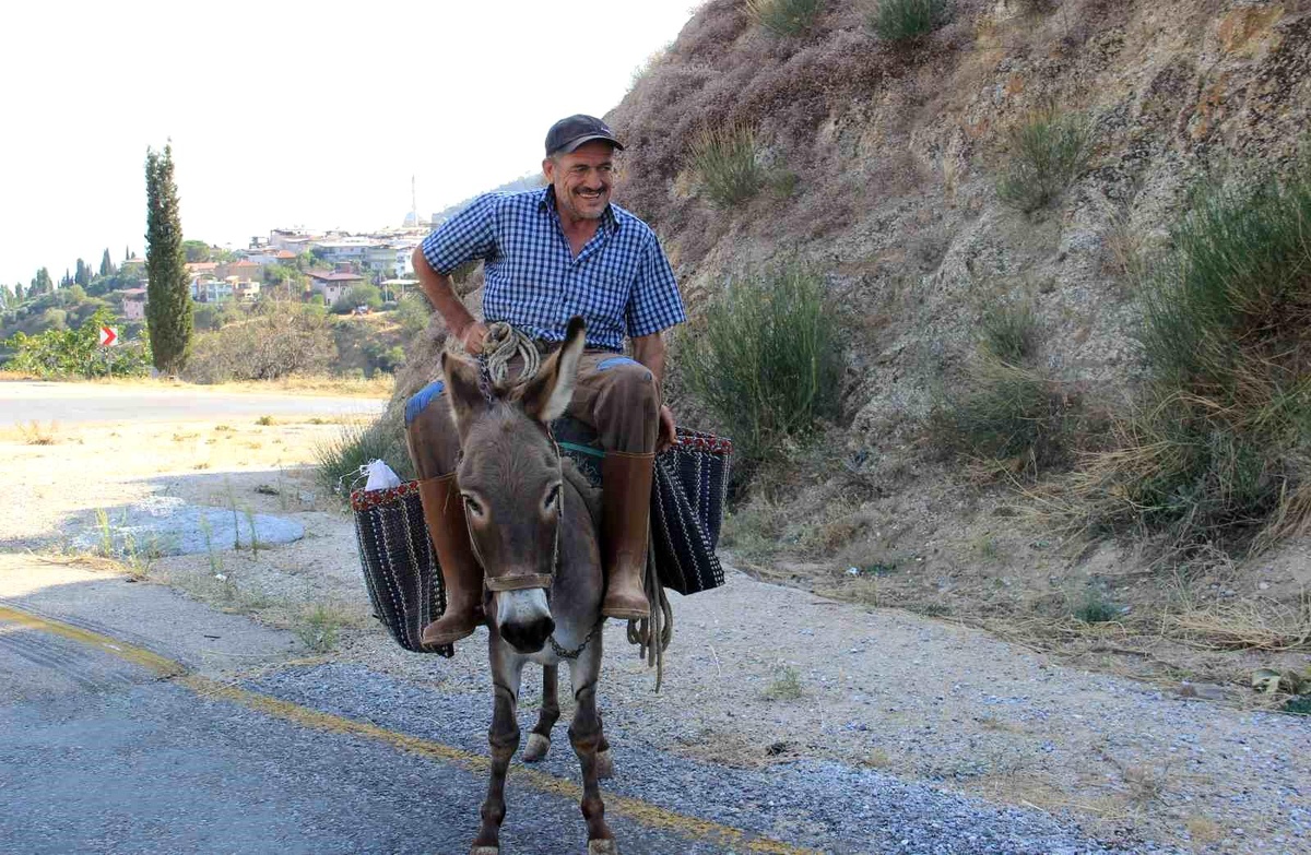 Aydın\'da Tarımda Hala Yük Hayvanları Kullanılıyor