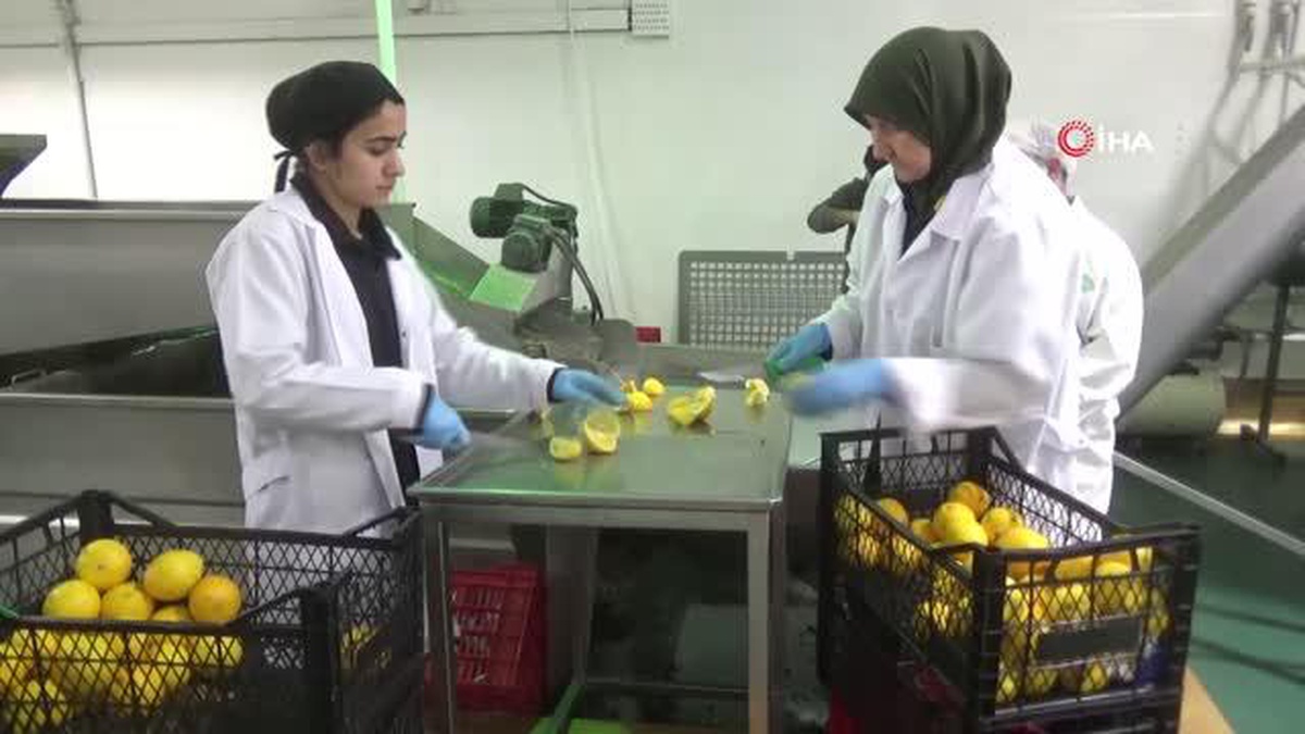 Ayvalık\'ın zeytini ile Finike\'nin portakalı zeytinyağında buluştu