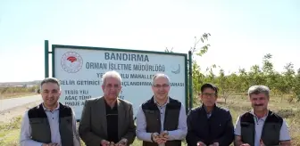Bandırma'da Gelir Getirici Ağaçlandırma Projesi Ceviz Hasadıyla Sonuçlandı