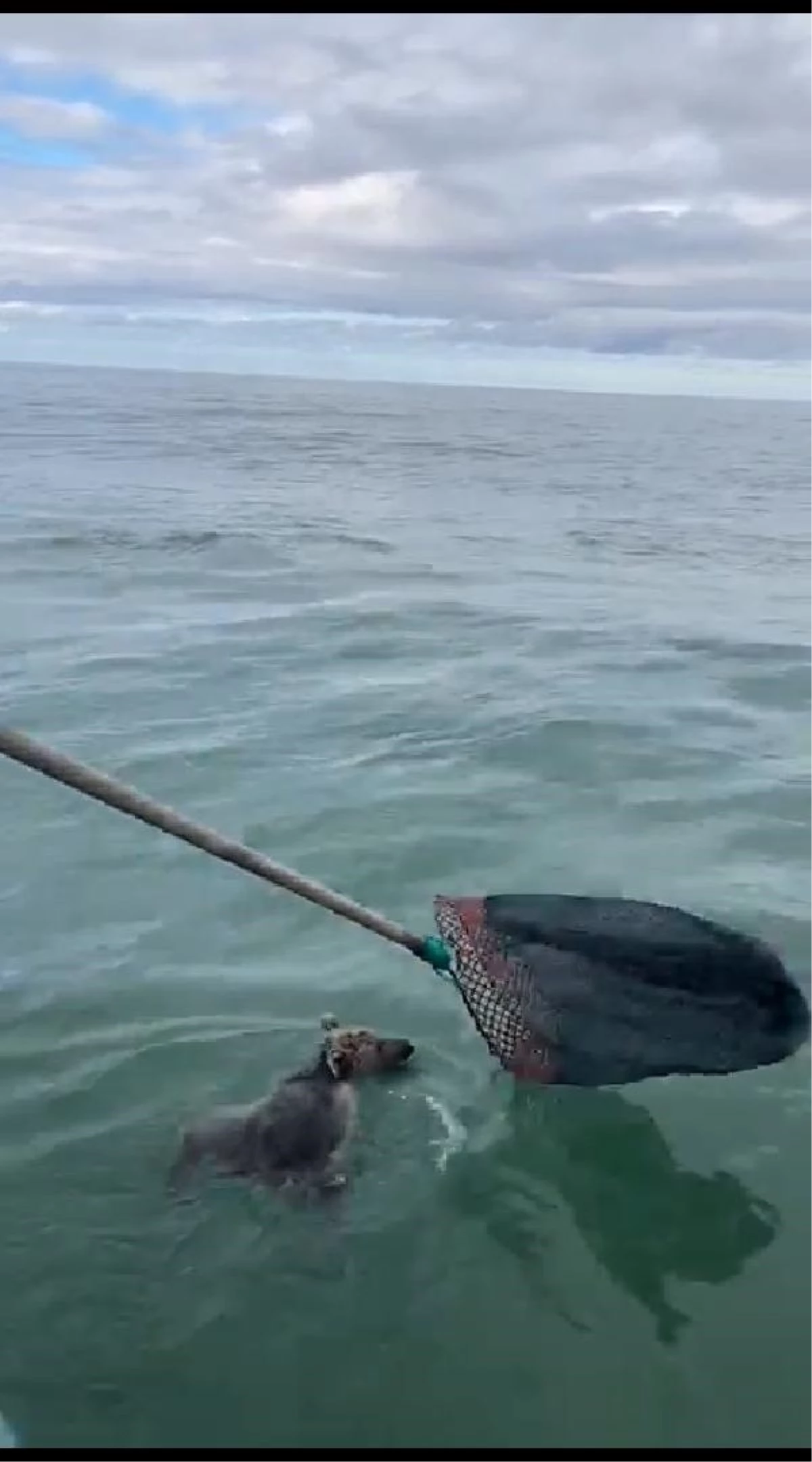 Denizde mahsur kalan yavru ayı balıkçılar tarafından kurtarıldı