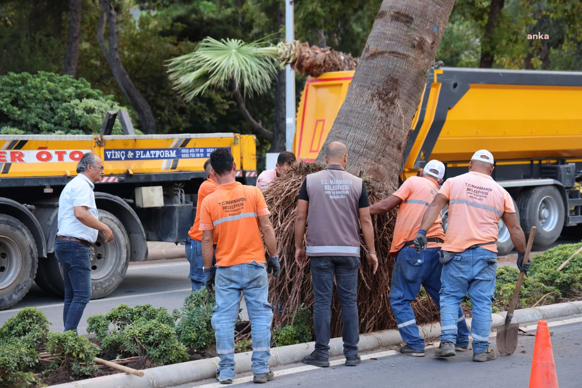 Marmaris İçmeler Mahallesi\'ne 23 palmiye ağacı dikiliyor
