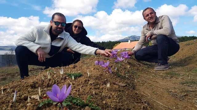 Safran çiçek açmaya başladı! Kilosu 250 bin liradan satılıyor Safran çiçek açmaya başladı! Kilosu 250 bin liradan satılıyor