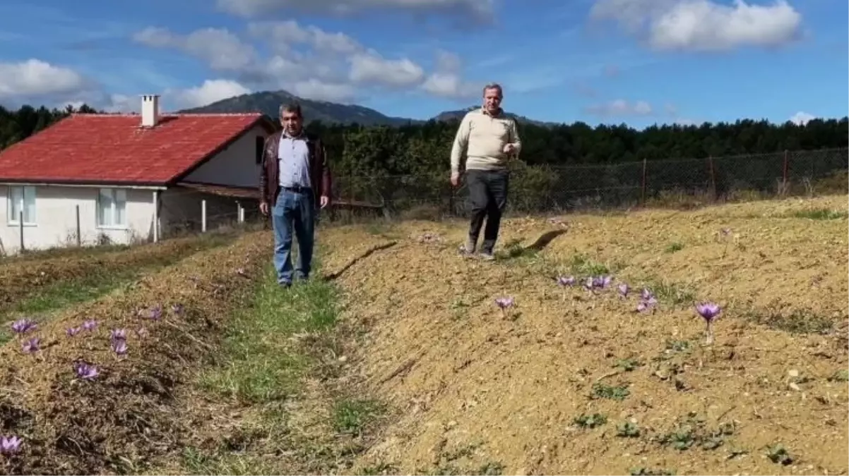Kilosu 250 bin liraya satılan safran, çiçek açmaya başladı
